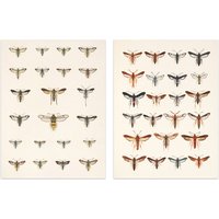 Artery8 Wall Art Print Vintage Bug Insects Butterflies Moths Set Of 2 s Bathroom Bedroom Aesthetic Retro Historical A4