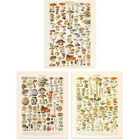 Artery8 Wall Art Print Iconic s Of Mushrooms Vintage Millot Set Of 3 s Kitchen Aesthetic Fungus Champignon A4