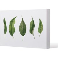 Benjamin Tate Design Selection Of Leaves (Canvas Print) / 77 x 77 x 4cm in Natural | Size: 77 x 77 x 4 cm