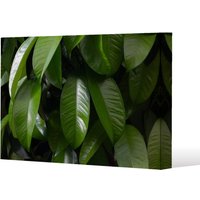Benjamin Tate Design Closeup of beautiful glossy green leaves (Canvas Print) / 31 x 41 x 4cm in Natural | Size: 31 x 41 x 4 cm