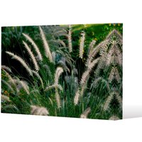 Benjamin Tate Design decorative cat tail grass growing along a walkway (Canvas Print) / 152 x 101 x 4cm in Natural | Size: 152 x 101 x 4 cm