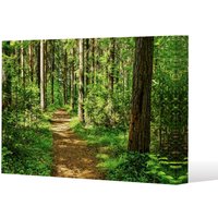 Benjamin Tate Design Woodland path (Canvas Print) / 61 x 91 x 4cm in Natural | Size: 61 x 91 x 4 cm