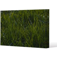 Benjamin Tate Design Fresh green grass background, natural grass (Canvas Print) / 152 x 101 x 4cm | Size: 152 x 101 x 4 cm