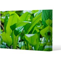 Benjamin Tate Design Green leaf background abstract of nature (Canvas Print) / 77 x 51 x 4cm in Natural | Size: 77 x 51 x 4 cm