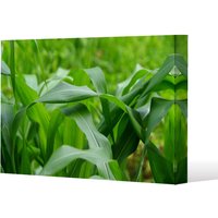 Benjamin Tate Design Green Leaves corn fields as background (Canvas Print) / 101 x 77 x 4cm in Natural | Size: 101 x 77 x 4 cm