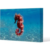 Benjamin Tate Design Mediterranean Seahorse (Canvas Print) / 31 x 41 x 4cm in Natural | Size: 31 x 41 x 4 cm