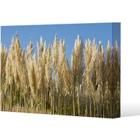 Benjamin Tate Design Pampus Grass (Canvas Print) / 101 x 77 x 4cm in Natural | Size: 101 x 77 x 4 cm