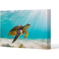Benjamin Tate Design photo of Sea turtle in the Galapagos island (Canvas Print) / 61 x 41 x 4cm in Natural | Size: 61 x 41 x 4 cm