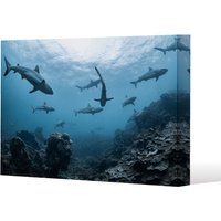 Benjamin Tate Design Schooling grey reef sharks, Ningaloo reef, Western Australia (Canvas Print) / 127 x 101 x 4cm in Natural | Size: 127 x 101 x 4 cm