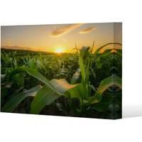 Benjamin Tate Design field at sunset (Canvas Print) (Canvas Print) / 101 x 77 x 4cm in Natural | Size: 101 x 77 x 4 cm
