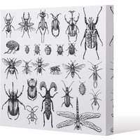 Benjamin Tate Design fleas many species in vintage old hand drawn style (Canvas Print) / 114 x 114 x 4cm in Natural | Size: 114 x 114 x 4 cm