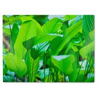 Benjamin Tate Design Green leaf background abstract of nature Designer Glass Chopping Board in Natural