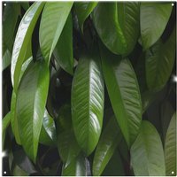 Benjamin Tate Design Closeup of beautiful glossy green leaves Designer Splash Back in Natural