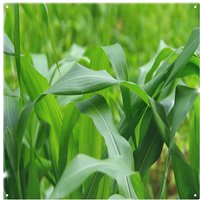 Benjamin Tate Design Green Leaves corn fields as background Designer Splash Back in Natural