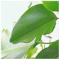 Benjamin Tate Design Green Leaf Splash Back in Natural