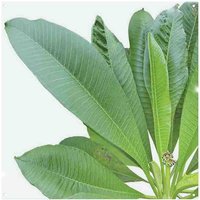 Benjamin Tate Design Collection Of Green Leaves On White Splash Back in Natural