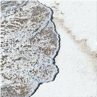 Benjamin Tate Design Beach Tide Splash Back in Natural