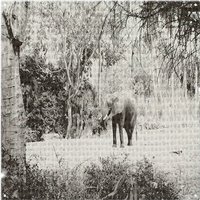 Benjamin Tate Design Elephant Jungle Splash Back in Natural
