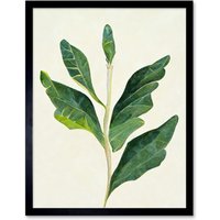 Artery8 Wall Art Print Detail Of Rubber Fig Plant Botanical Art Framed in Black | Size: W12" x H16"