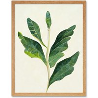 Artery8 Wall Art Print Detail Of Rubber Fig Plant Botanical Art Framed in Light Oak | Size: W12" x H16"