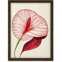 Artery8 Single Red Laceleaf Flower Illustration Anthurium Artwork Framed Wall Art Print A4 in Brown
