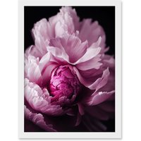 Artery8 Pink Peony Blooming Petals Macro Photograph Artwork Framed Wall Art Print A4 in White
