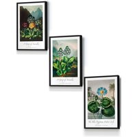 Vintage Auricula & Lily Flowers Floral Framed Wall Art Small W33 cm x H45 cm x D20mm