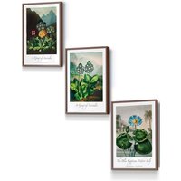 ARTZE Vintage Auricula & Lily Flowers Floral Framed Wall Art - Small in Walnut | Size: W33 cm x H45 cm x D20mm