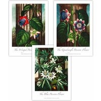 ARTZE Set of 3 Vintage Passion Flowers Floral Art Posters in Green | Size: W59 cm x H84 cm
