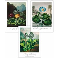 ARTZE Set of 3 Vintage Auricula & Lily Flowers Floral Art Posters in Green | Size: W30 cm x H42 cm