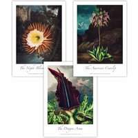 ARTZE Set of 3 Vintage Exotic Flowers Botanical Art Posters in Green | Size: W30 cm x H42 cm