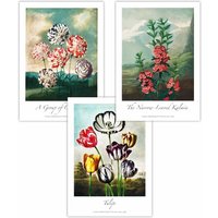ARTZE Set of 3 Vintage Botanical Cottage Garden Flowers Carnations Art Posters in Green | Size: W59 cm x H84 cm