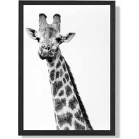 ARTZE Cheeky Giraffe Animal Black & White Photo Framed Print SIZE: A3 with Black Frame | Size: A4