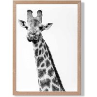 ARTZE Cheeky Giraffe Animal Black & White Photo Framed Print SIZE: A3 with Oak Frame