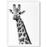 ARTZE Cheeky Giraffe Animal Black & White Photo Framed Print SIZE: A2 with White Frame