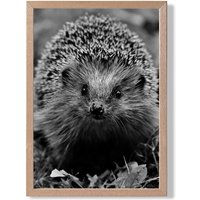 ARTZE Curious Hedghog Animal Black & White Photo Framed Print SIZE: A4 with Oak Frame | Size: A3