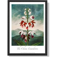 ARTZE Vintage Floral Exhibition - The China Limodoron Framed Print SIZE: A4 with Black Frame in Red