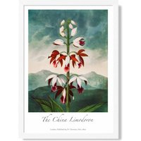 ARTZE Vintage Floral Exhibition - The China Limodoron Framed Print SIZE: A3 with White Frame in Red