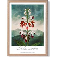 ARTZE Vintage Floral Exhibition - The China Limodoron Framed Print SIZE: A2 with Oak Frame in Red | Size: A3