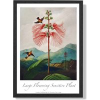 ARTZE Vintage Floral Exhibition - Flowering Plant Framed Print SIZE: A4 with Black Frame in Red