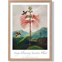 ARTZE Vintage Floral Exhibition - Flowering Plant Framed Print SIZE: A4 with Oak Frame in Red | Size: A3
