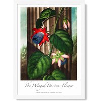 ARTZE Vintage Floral Exhibition - Winged Passion Flower Framed Print SIZE: A2 with White Frame in Red | Size: A3