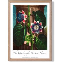 ARTZE Vintage Floral Exhibition - Quadrangle Passion flower Framed Print SIZE: A4 with Oak Frame in Green
