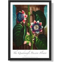 ARTZE Vintage Floral Exhibition - Quadrangle Passion flower Framed Print SIZE: A3 with Black Frame in Green