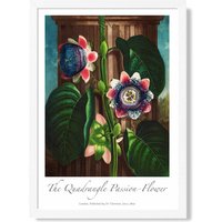 ARTZE Vintage Floral Exhibition - Quadrangle Passion flower Framed Print SIZE: A2 with White Frame in Green