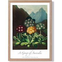 ARTZE Vintage Floral Exhibition - Colourful Auricula Flowers Framed Print SIZE: A3 with Oak Frame in Red | Size: A4