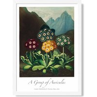 ARTZE Vintage Floral Exhibition - Colourful Auricula Flowers Framed Print SIZE: A4 with White Frame in Red | Size: A2