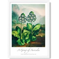 ARTZE Vintage Floral Exhibition - Auricula Flowers Framed Print SIZE: A3 with White Frame in Green