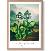 ARTZE Vintage Floral Exhibition - Auricula Flowers Framed Print SIZE: A3 with Oak Frame in Green