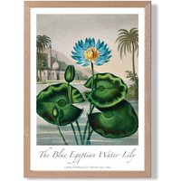 ARTZE Vintage Floral Exhibition - Egyptian Water Lily Framed Print SIZE: A4 with Oak Frame in Green